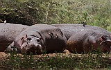 Hippos at Lake Manyara